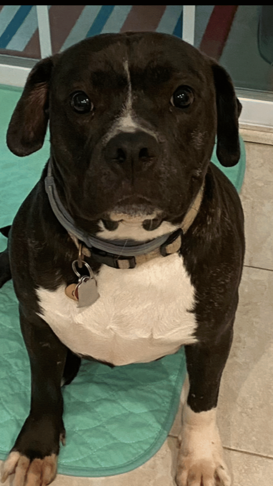 Copy of CalliePitbull