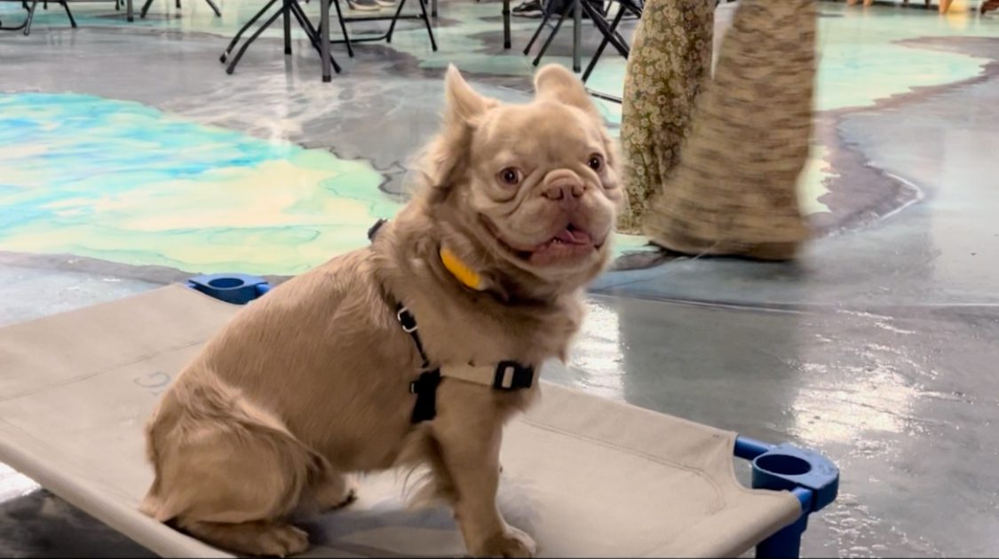 Copy of NashFrenchbulldog